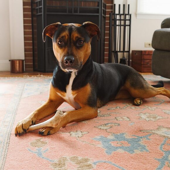 NWT WhiteTail Naturals - 3 Pack Medium Dog Chews - All Natural Antlers for Dogs - Picture 2 of 7